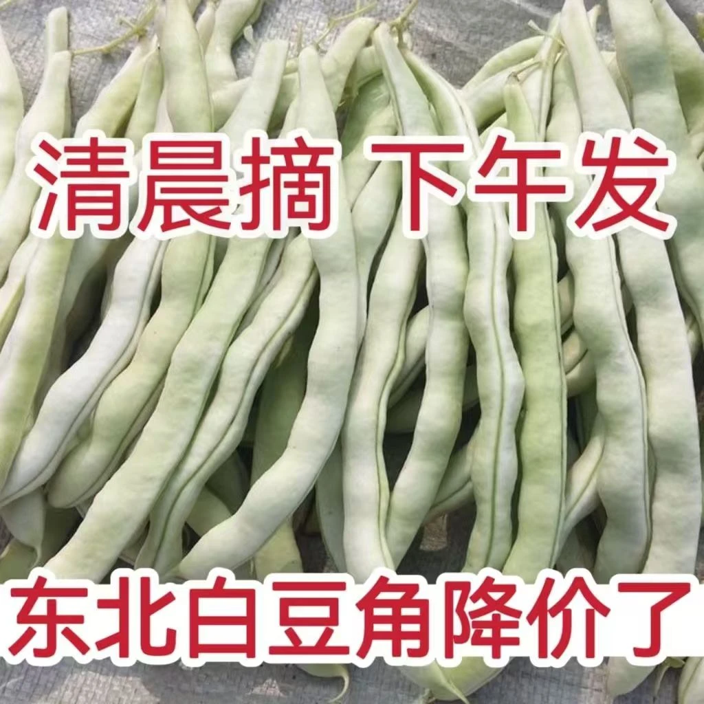 东北白豆角白不老豆角芸豆当季白芸豆新鲜蔬菜现摘现发包邮