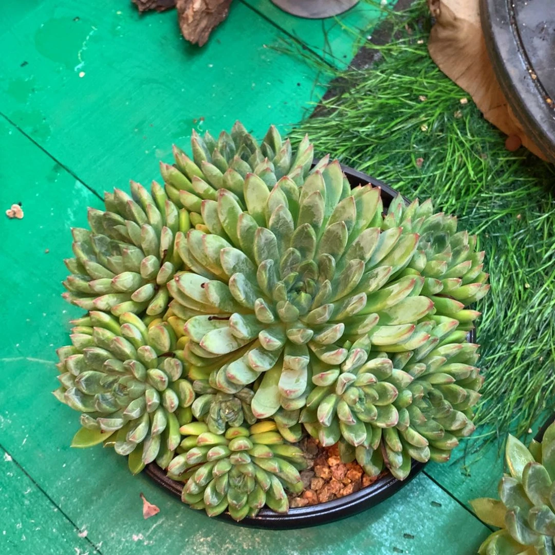 ?****?西瓜多肉多肉多肉