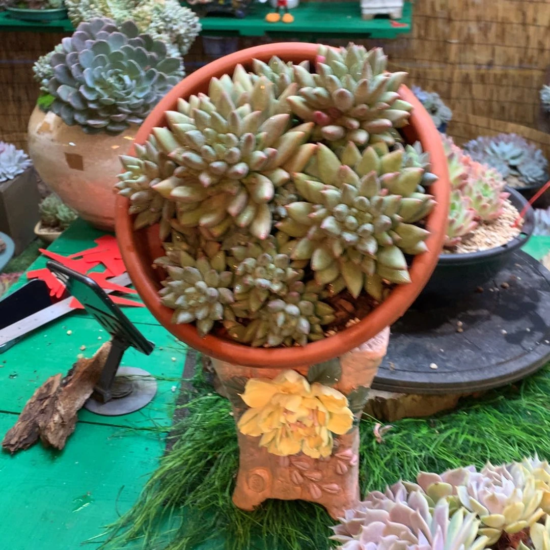 毅****一哥带盆带盆