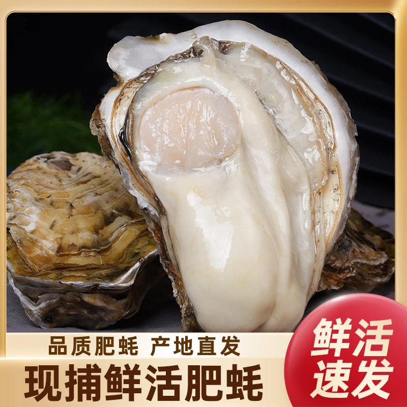 【24小时发货】蚝范儿乳山鲜活生蚝 2-5两/5斤装加吃蚝工具包