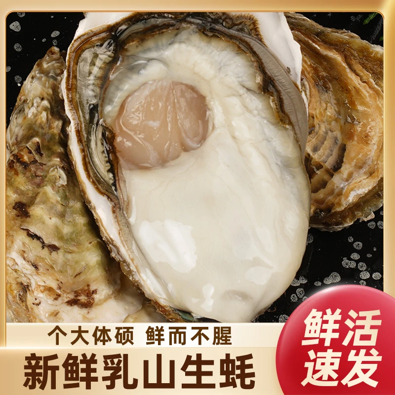 乳山生蚝单只7+   9斤装  顺丰包邮 海蛎子
