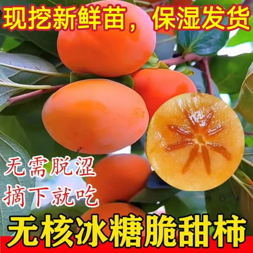 柿子苗脆甜柿子树果树苗庭院植物盆栽地栽阳台庭院南北方种植