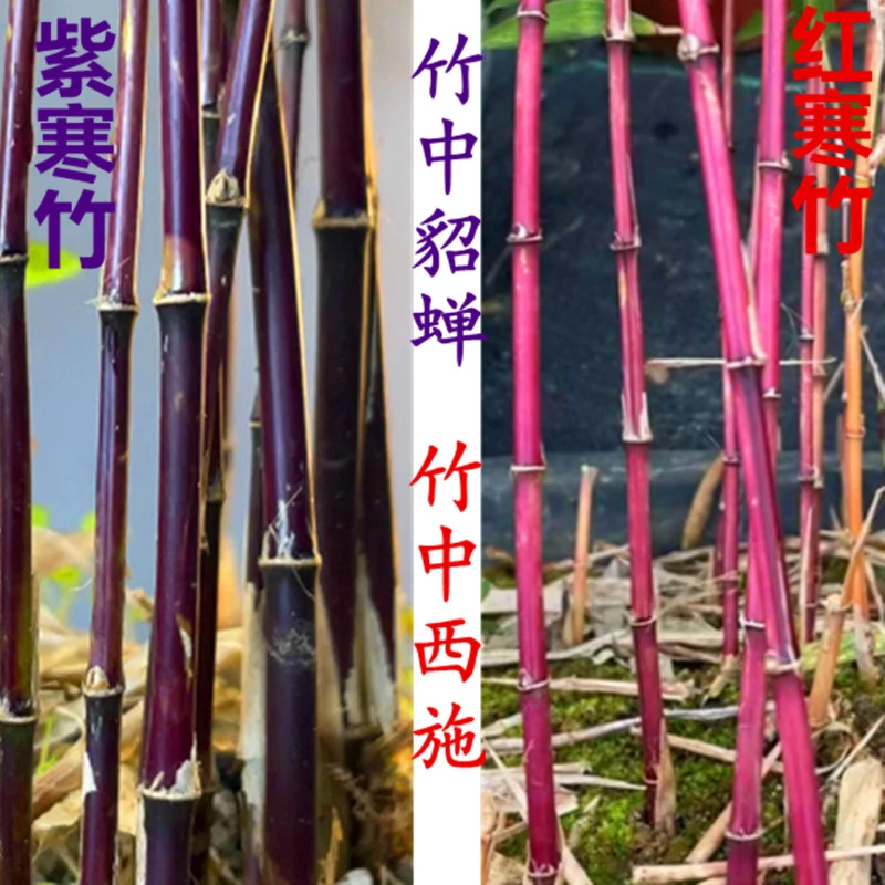 竹 紫寒竹 室内绿植禅意小竹子盆栽庭院观赏竹高档绿植