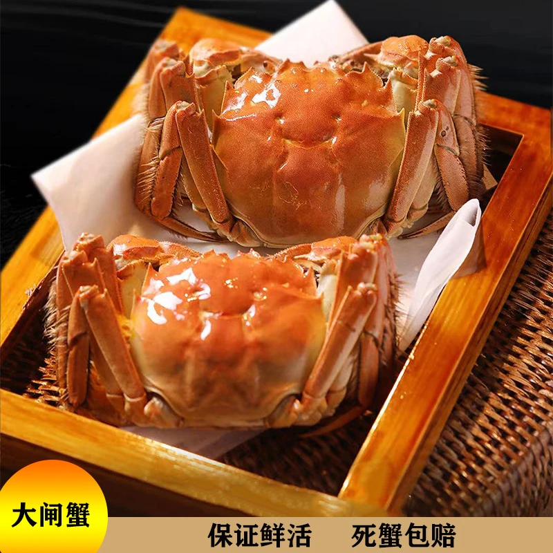 【活蟹】精选苏州精品大闸蟹 蟹王5两大公蟹 蟹后4两大母蟹 8只 10只装 冷链直达