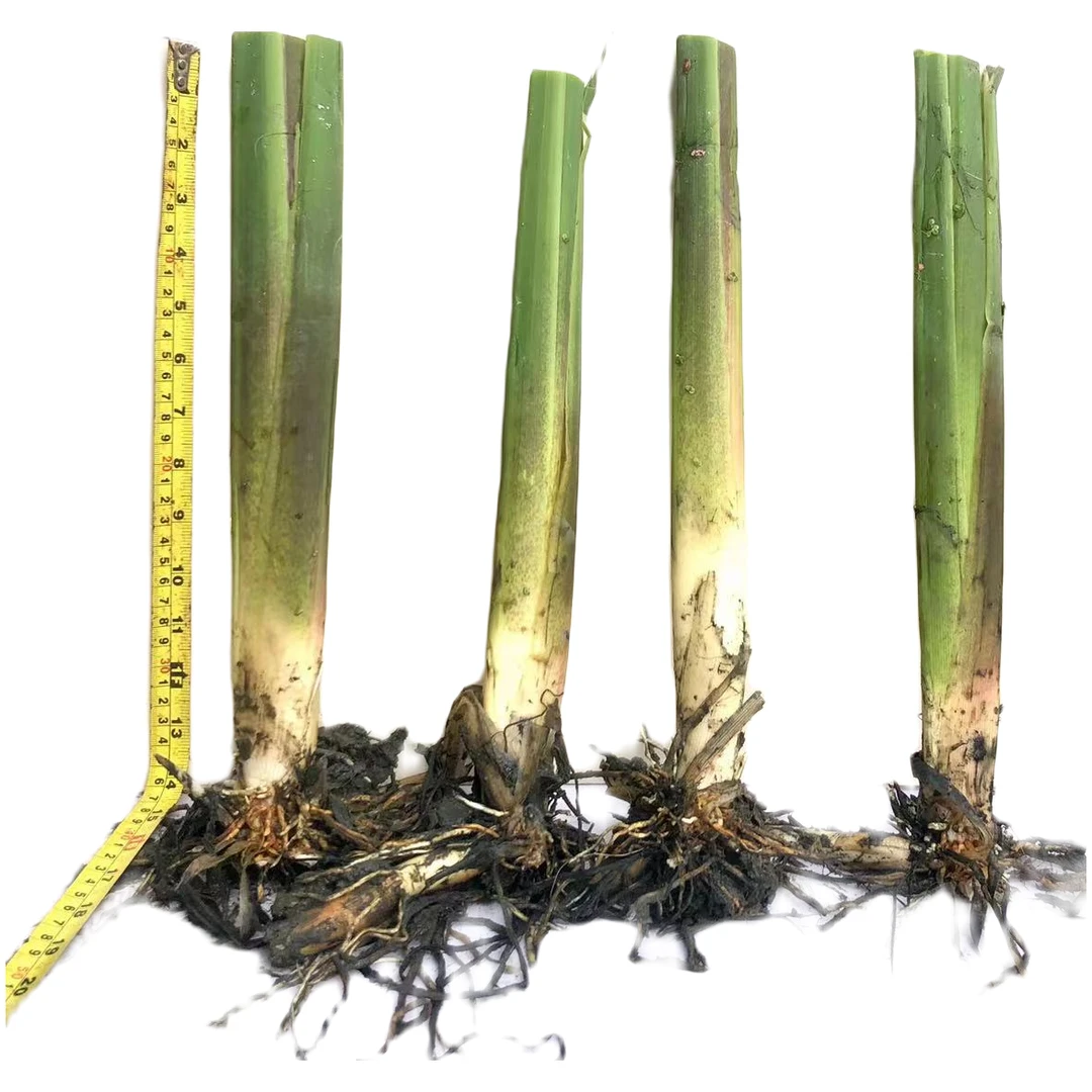 茭白苗（浙茭三号，浙茭六号，浙茭八号）水生植物