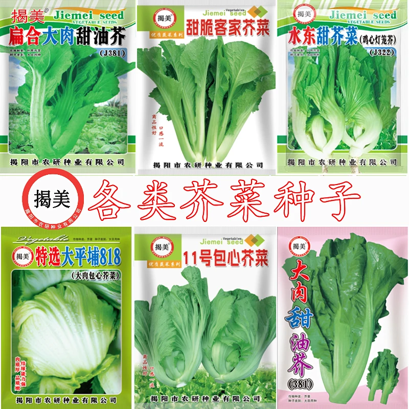 揭美芥菜种子 客家芥菜大肉油芥籽 包心芥菜水东芥菜种子蔬菜种子