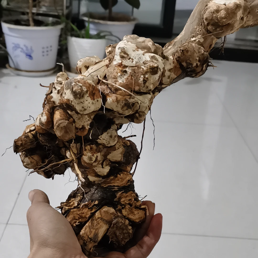 黄荆盆景，天然造型，根艺 老桩 室内养植种植