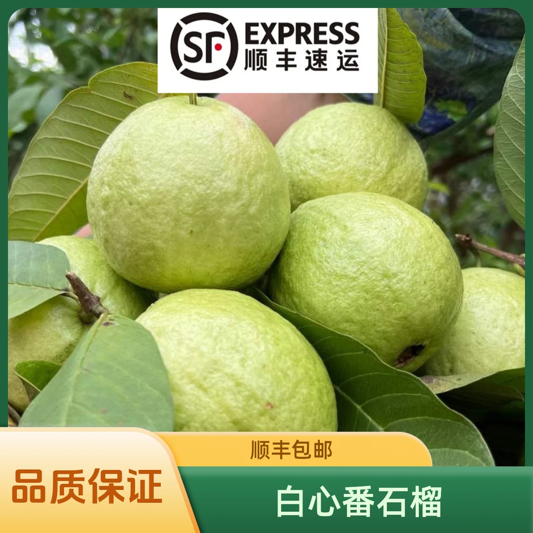 ［直播现称］顺丰包邮 新鲜采摘 清甜爽脆 珍珠芭乐 白心番石榴