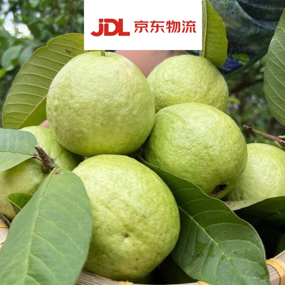 新鲜采摘 芭乐 白心番石榴3斤5斤10斤装包邮香甜清甜甜脆皮薄