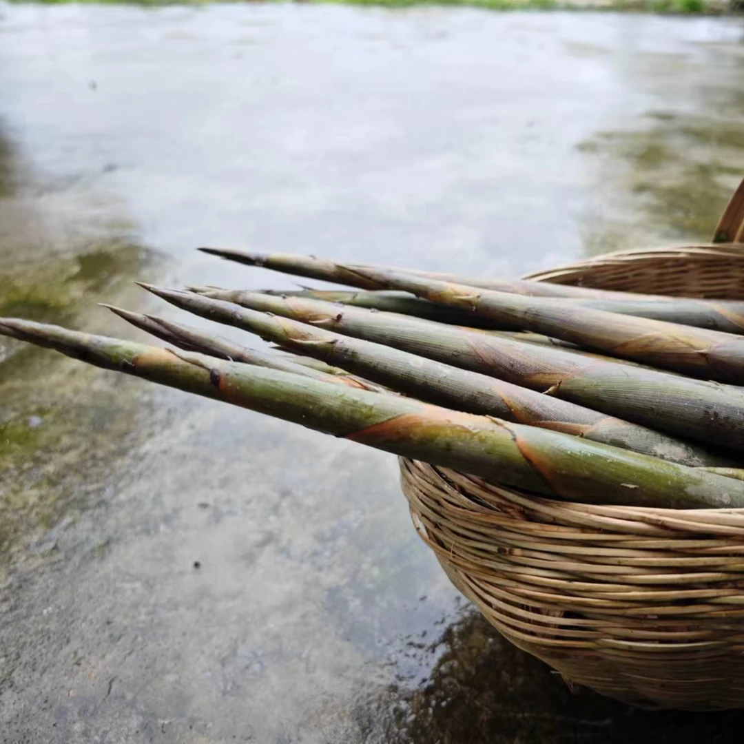 【新鲜小竹笋】野生小竹笋去头去尖带壳发货5斤装