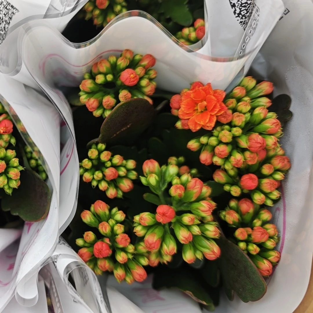 （110盆测试复色）重瓣大花一代种苗