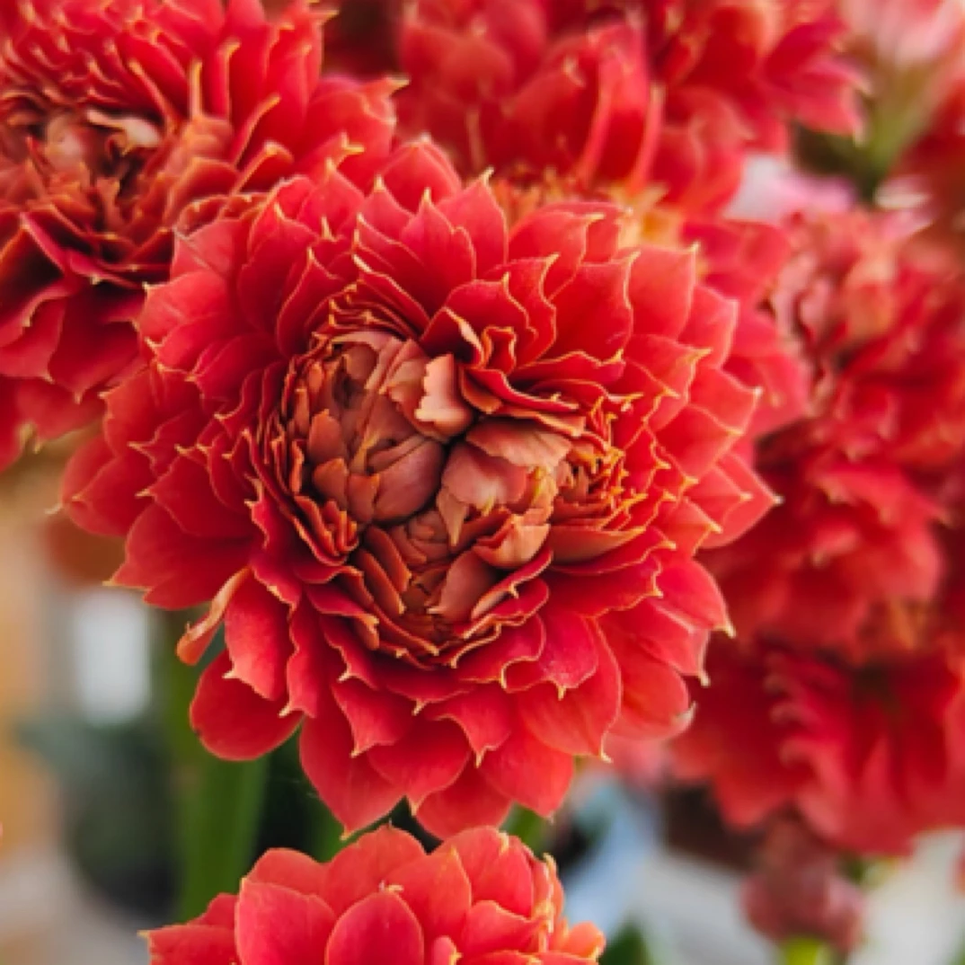 （武神110盆）重瓣超大花 稀有品种 花期长