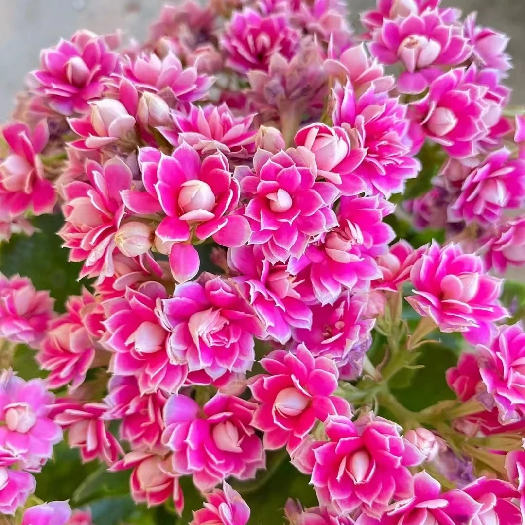 （紫风铃110盆) 一代苗长寿 稀有品种 基地直发