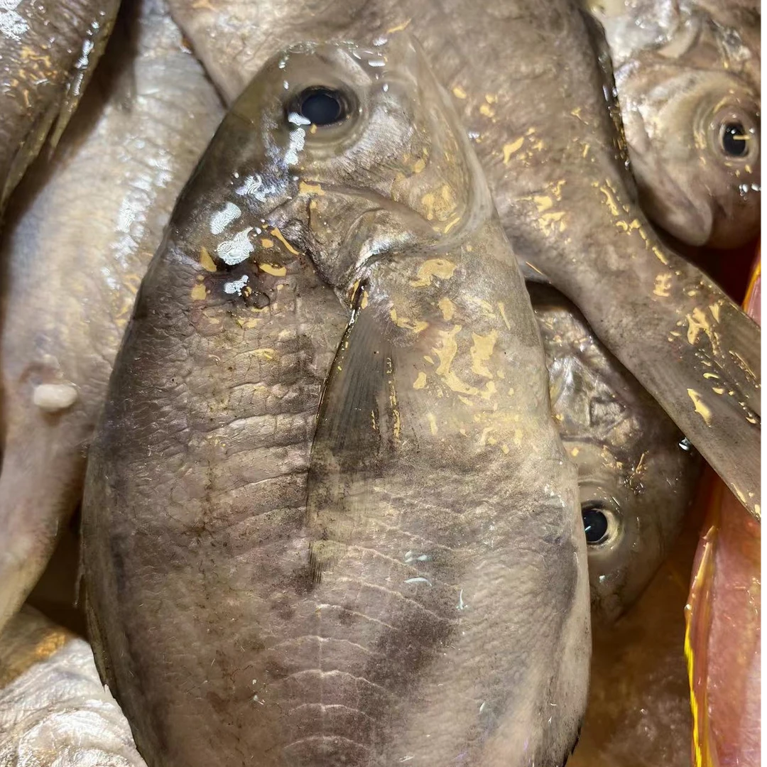 本港新鲜南鲳鱼 4斤