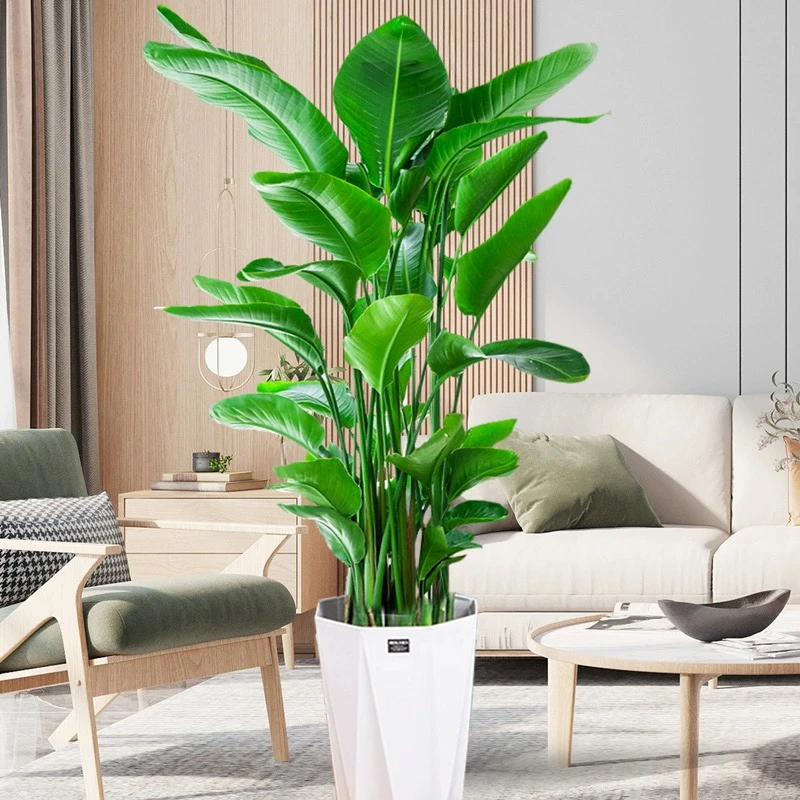 【送货上门】1.3至1.4m天堂鸟盆栽客厅室内大型落地绿植大叶植物