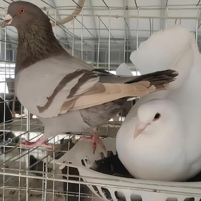 （活鸽发货）2月龄青年鸽，散养杂粮土鸽 包活到家 顺丰快递