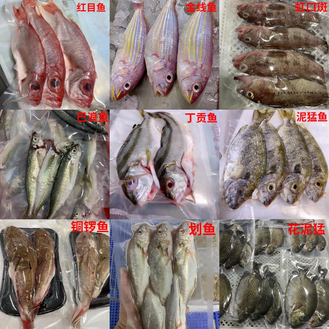 5袋本港海杂鱼 新鲜精品海鱼 帮处理内脏鲜活速冻锁鲜 顺丰包邮