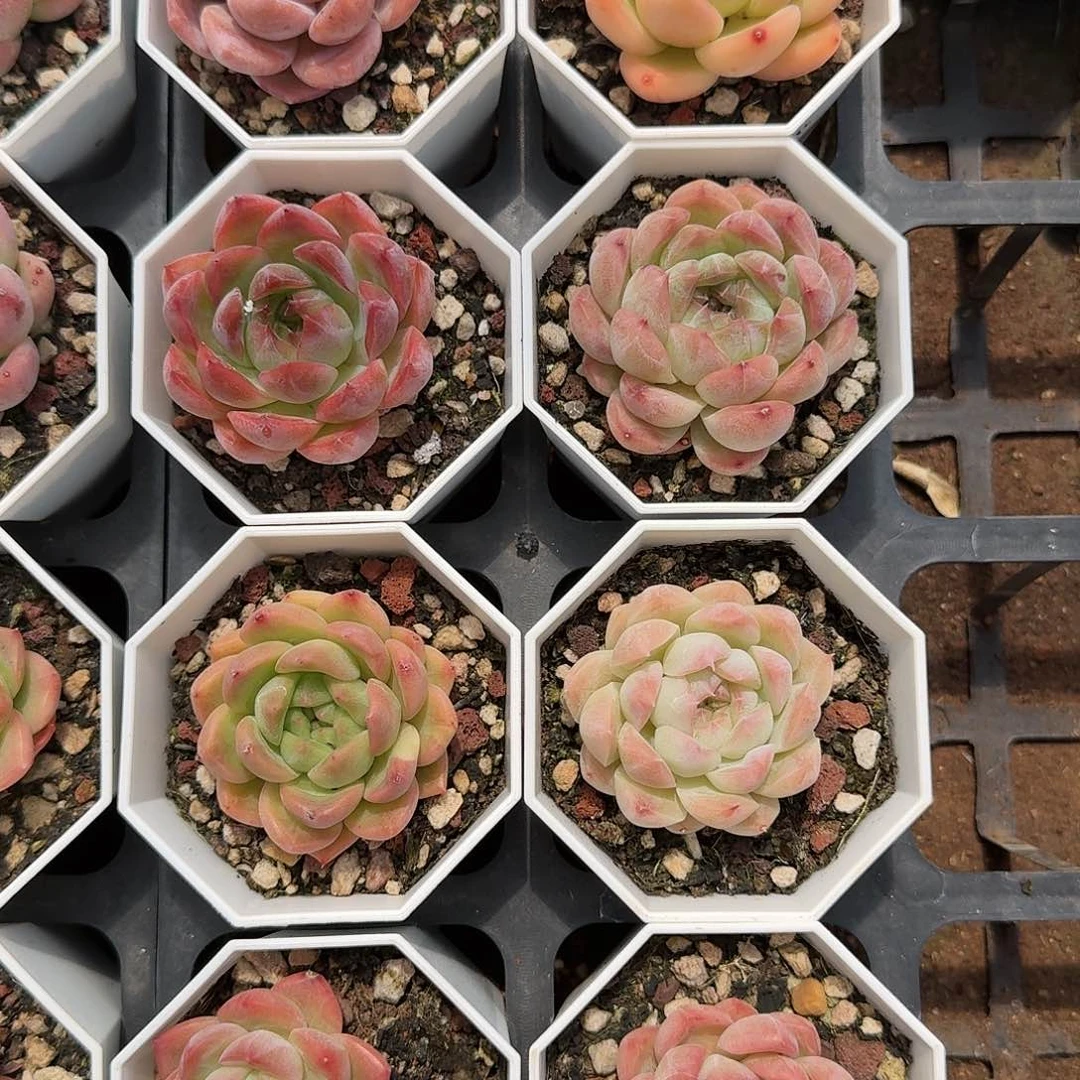 精品珍妮糖心福利菲儿8棵