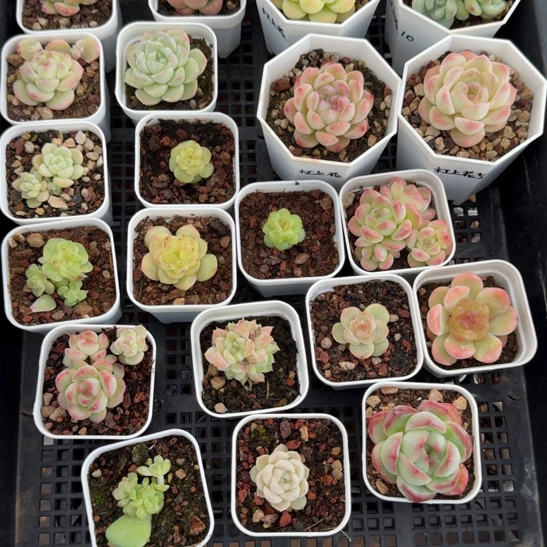 橘*精品珍妮糖心福利寄养21