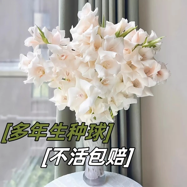 剑兰种球多年生花卉盆栽十三太保唐菖蒲四季室外庭院易种植物球根