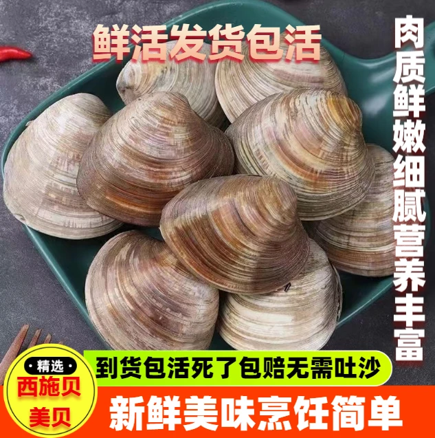 新鲜无沙鲜活5斤装大蛤蜊西施贝美贝花蛤花甲文蛤蛤蜊