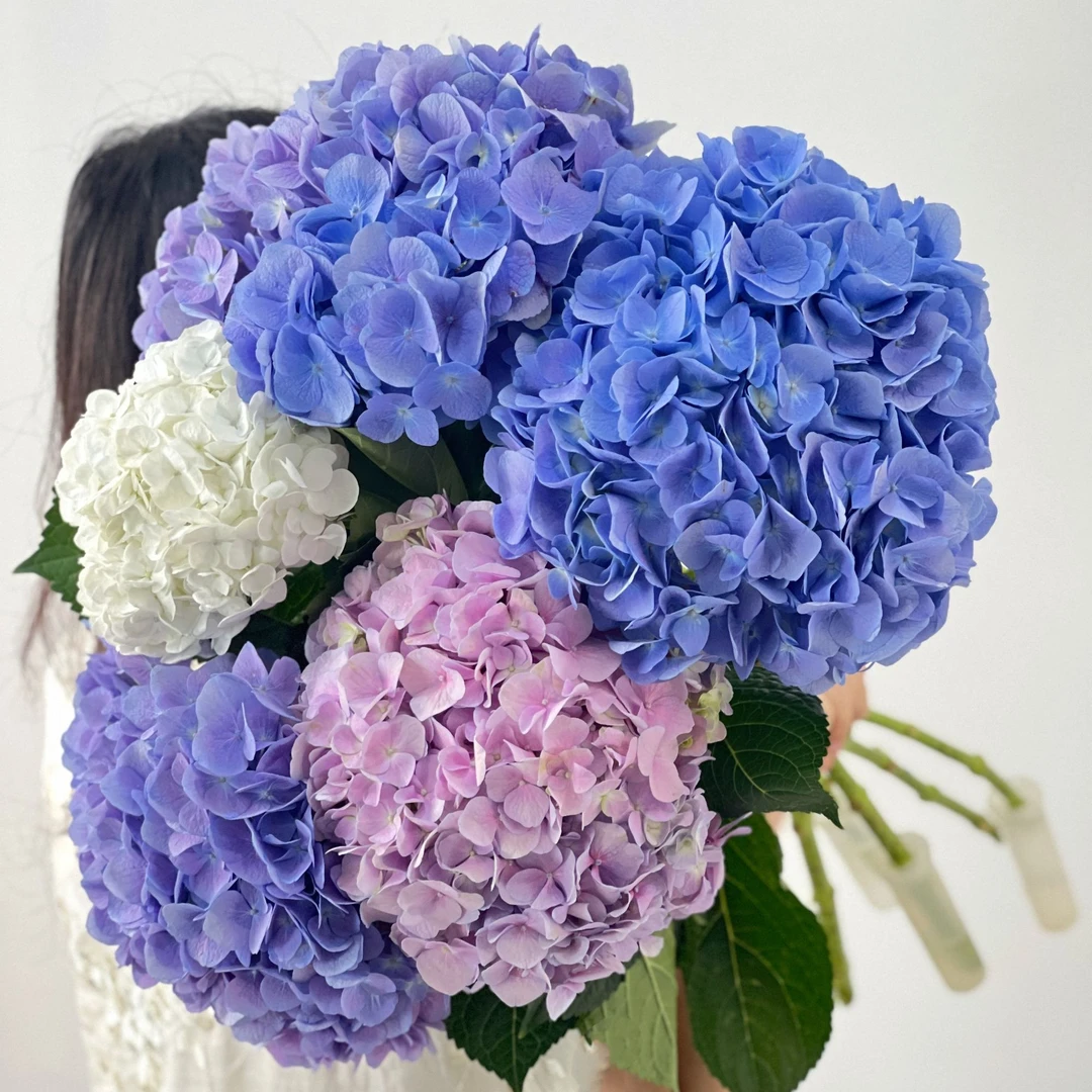 绣球组合5大支高品质鲜花花束花学姐甄选