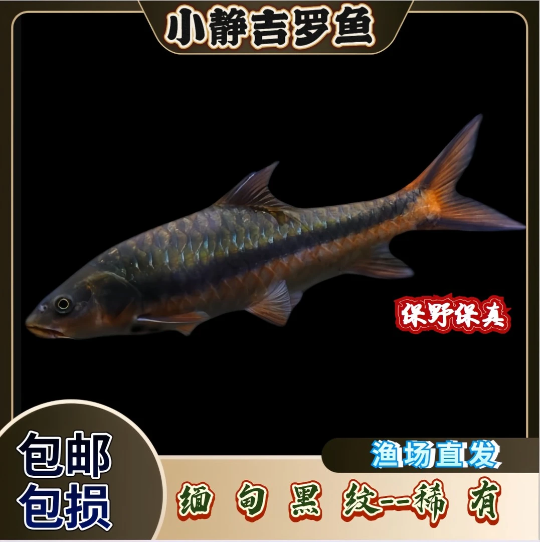 缅甸黑纹金似野结鱼吉罗鱼原生观赏鱼