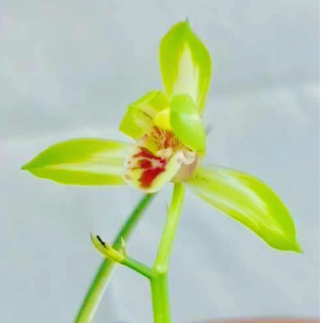 【福星】国兰蕙兰名品福星花艺双全