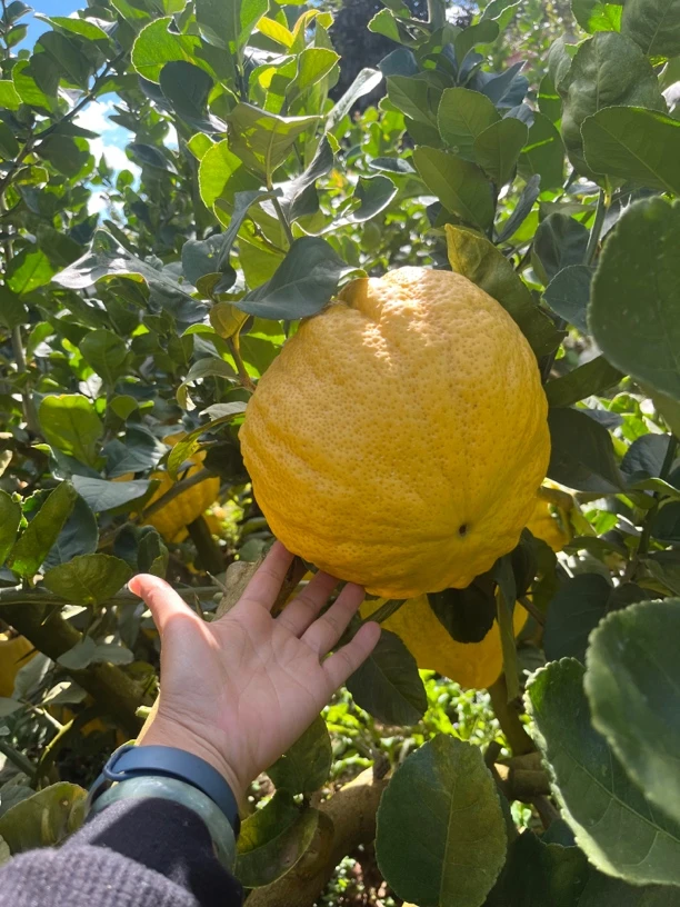 云南正宗香橼果农直发   果子越摆越黄 越黄越香 果子颜色随机发