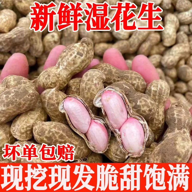新鲜湿花生现挖现发粉皮带壳水煮晾晒农家