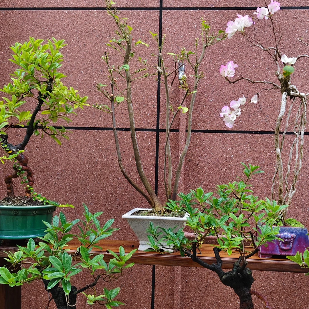 酸藤果盆栽绿植素材直播间一物一拍庭院栽种遮阴