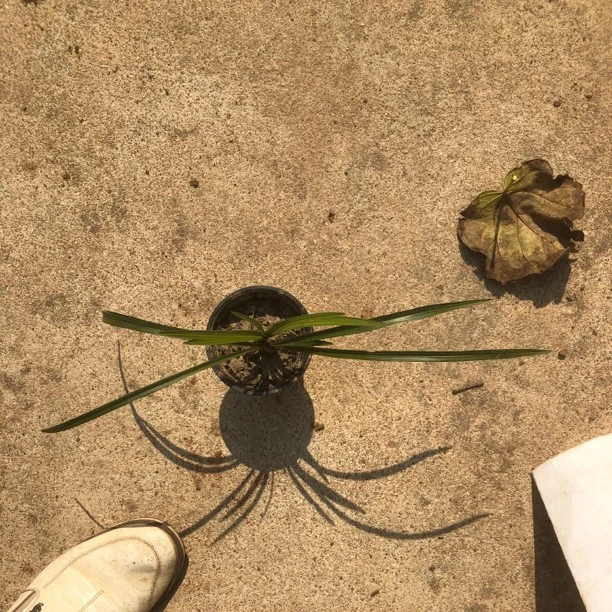 浓香型惠兰。清香型春兰兰花春兰花兰草绿植绿植盆栽室内兰花盆栽