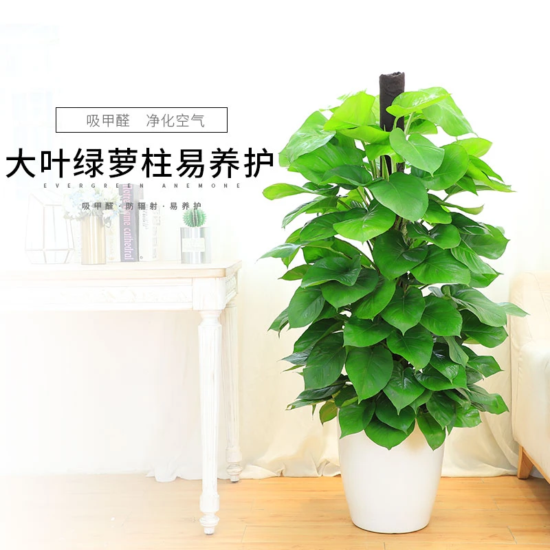 奇一涵绿萝柱摇钱树室内绿植大盆栽绿植室内批发直播绿植客厅绿植