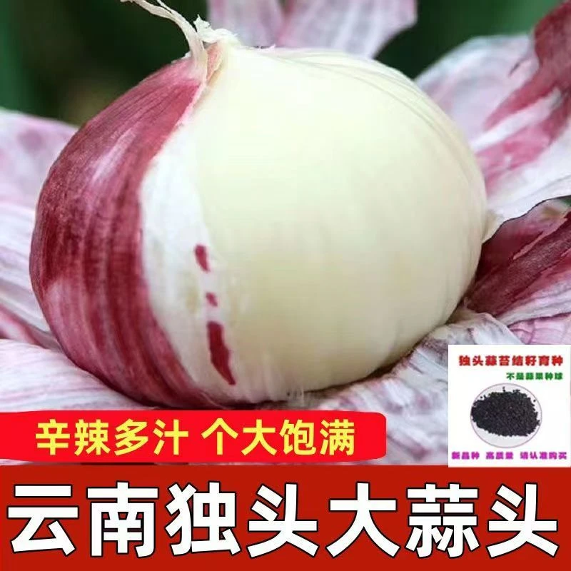 农家独头蒜种子紫皮大蒜独蒜头紫蒜籽红皮干蒜【高产紫皮独头蒜】