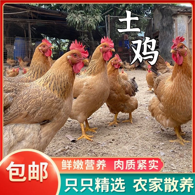 【小燕子】放养两年黄油老母鸡土鸡草鸡 两只毛重6斤多净重4斤左右