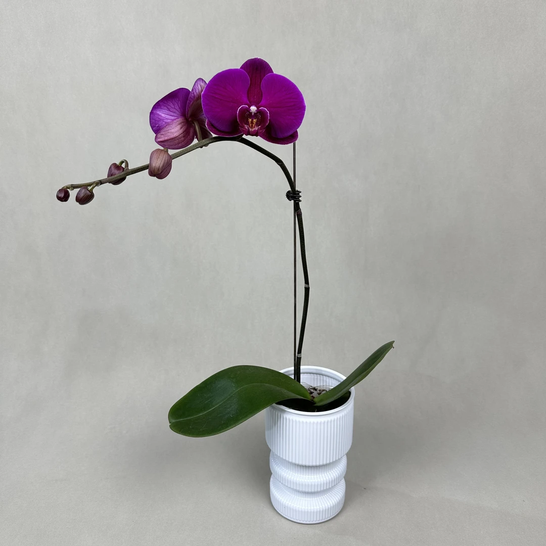 【十月里】蝴蝶兰（大辣椒）带3-5个花发货叶片大易开裂介意勿拍