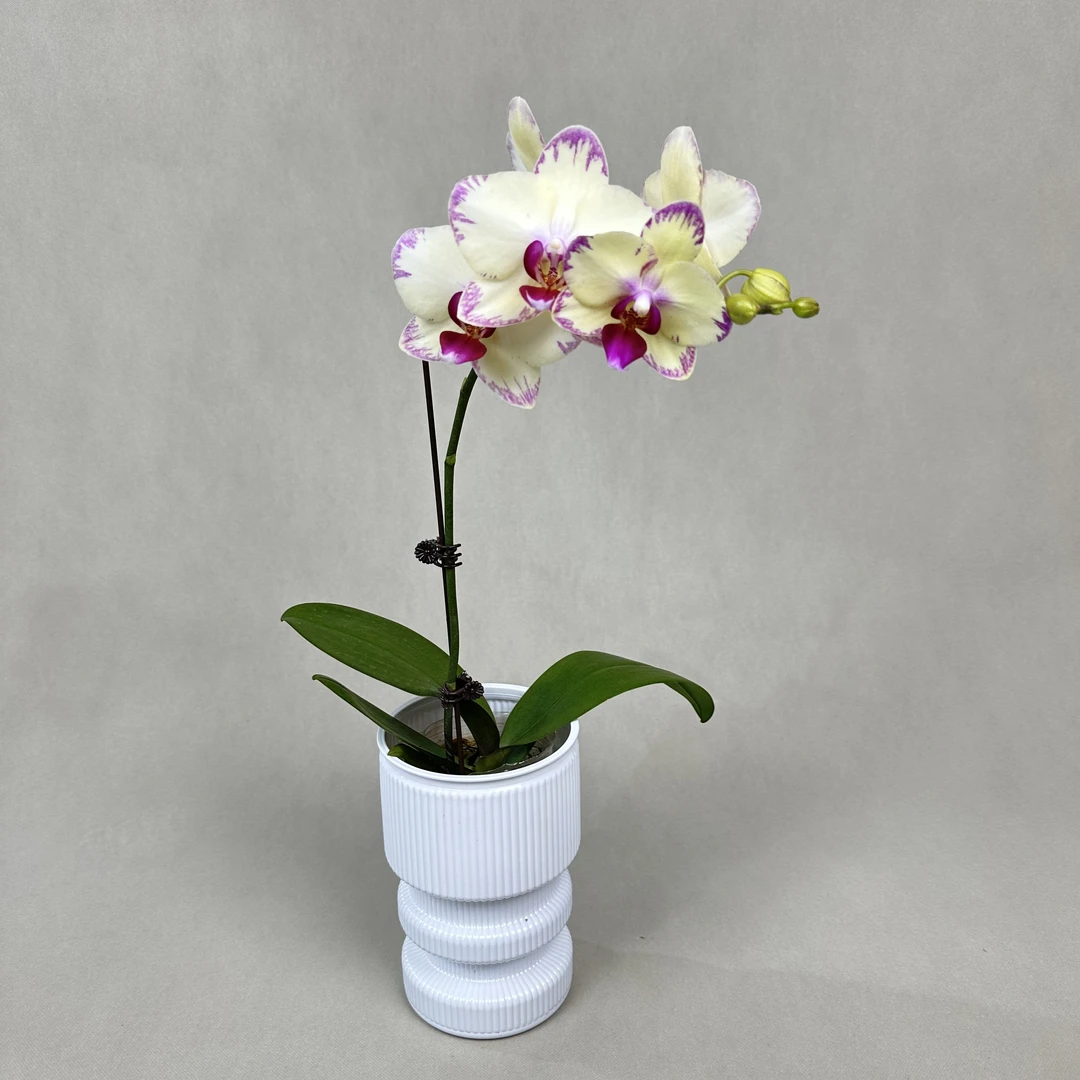 【十月里】蝴蝶兰(绿闪电)带花带花苞发货包邮稀有品种