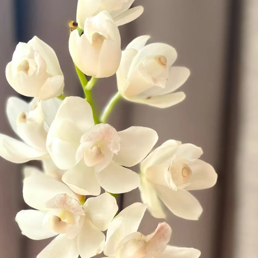 年宵花 （精品A级白玉香兰）洁白如玉 室内高端花