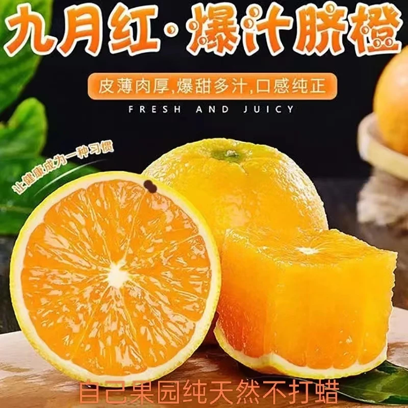 (净重9斤)秭归九月红现摘现发