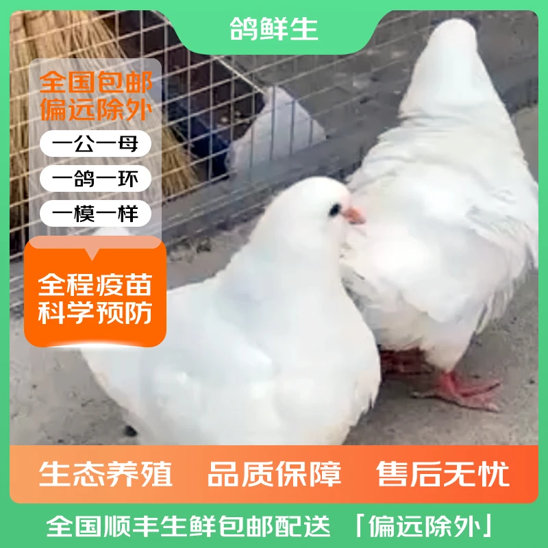 【鸽鲜生】国产白圆环青年鸽一对 1-3月龄 顺丰包邮