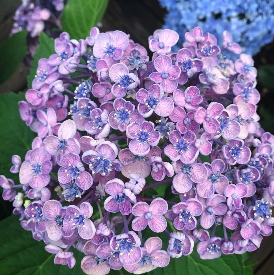 《艾莎》绣球盆栽地栽，适合庭院，大花型绣球
