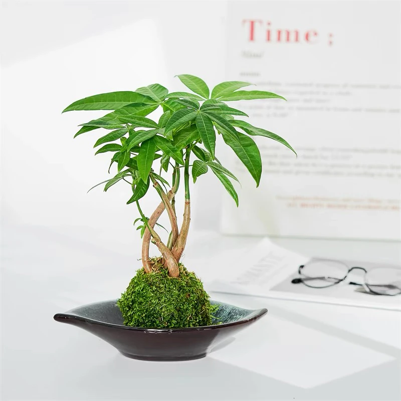 发财树盆栽绿植苔藓球苔玉观叶小植物桌面耐阴绿植四季常青