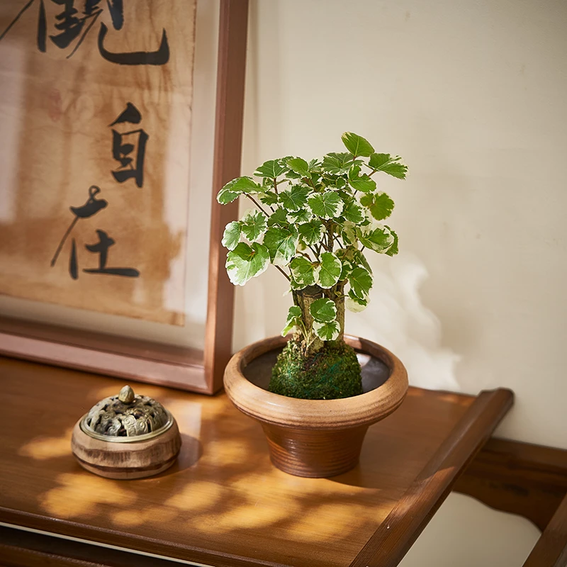 花叶福禄桐苔藓球水培金钱兜盆栽发财金钱树桌面办公室绿植四季