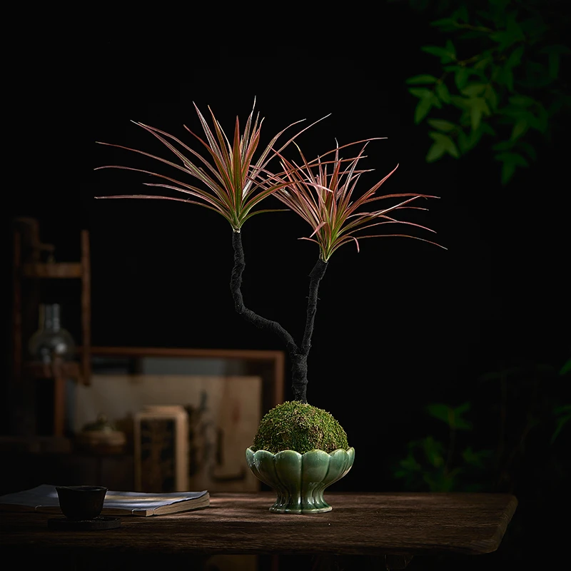 千年木苔藓盆栽室内绿植花卉办公室水培植物带根好养老桩树盆景球
