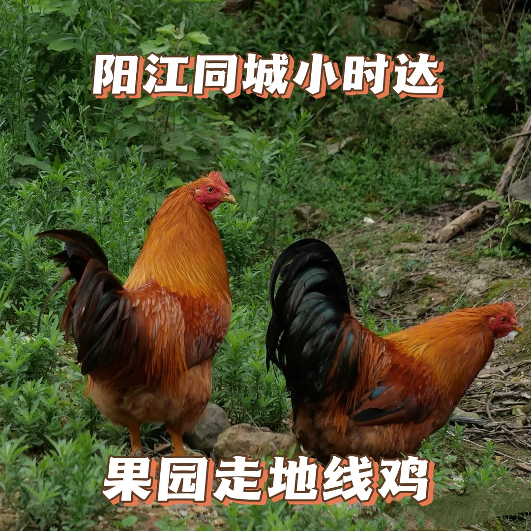 同城小时达本地山头倩鸡【约6斤毛重足200天】