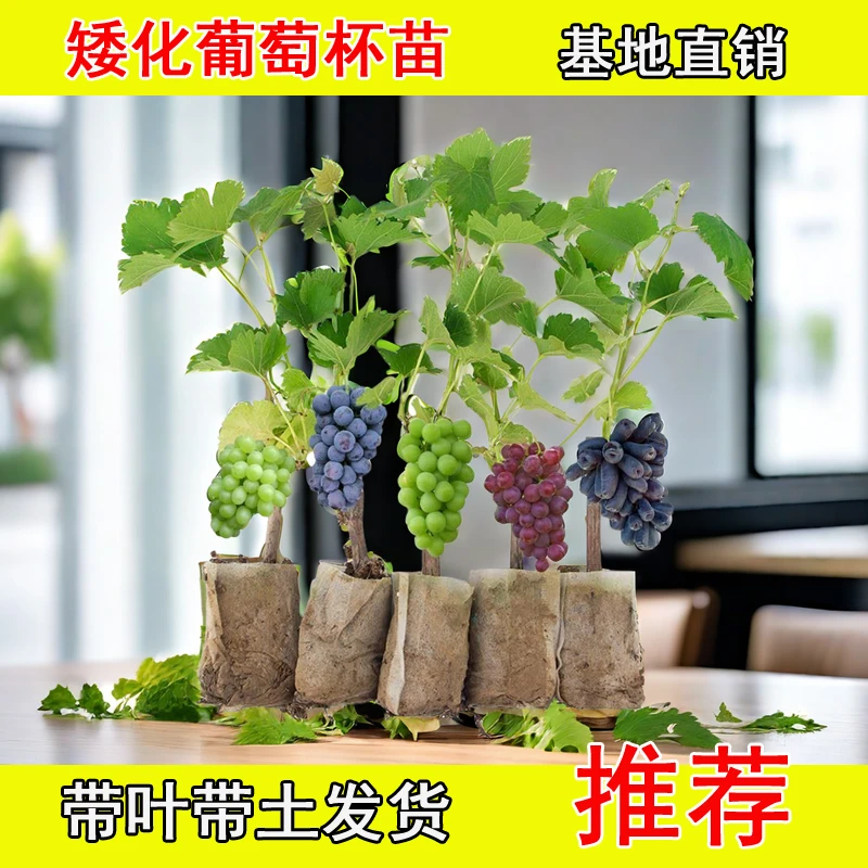 【带土带叶发货】葡萄苖阳光玫瑰蓝宝石盆栽地载庭院南方种植果树苗