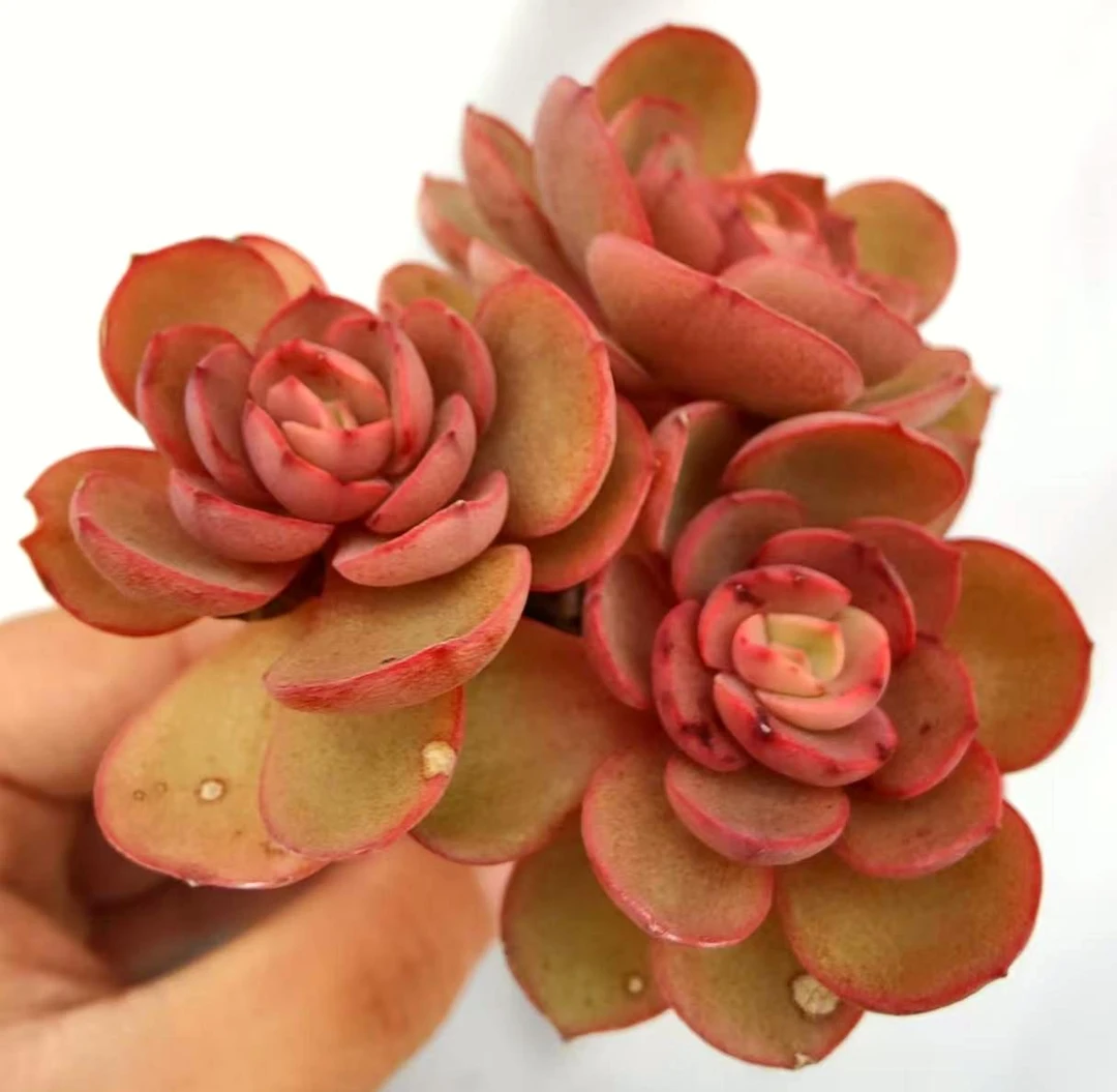 【直播专享】无土多肉--初吻小老桩（1颗/不含盆）