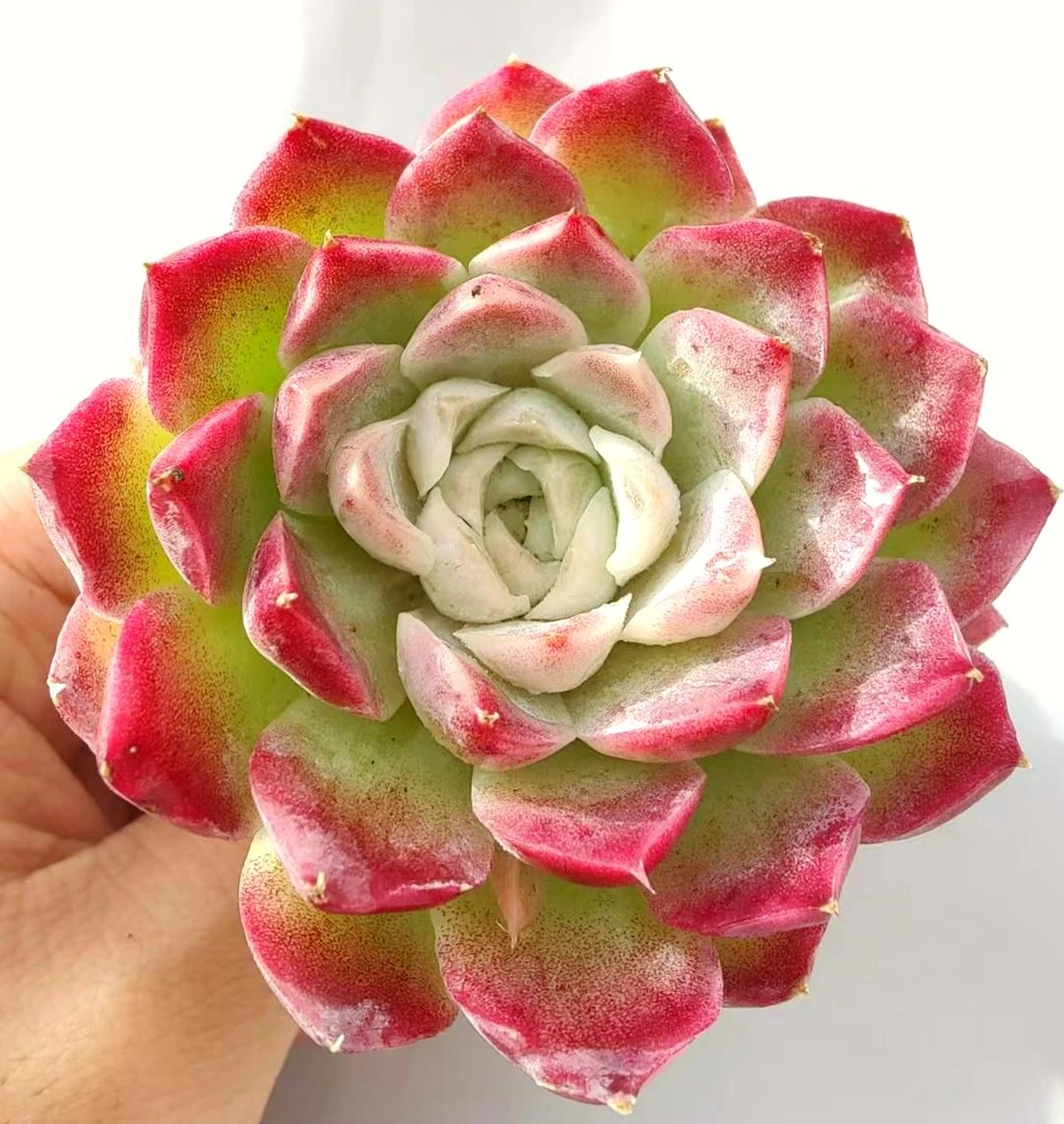 【直播专享】无土多肉--粉女王SP（1颗/不含盆）