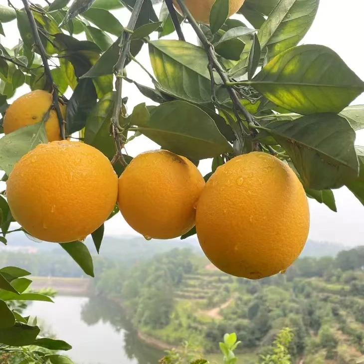 正宗赣南脐橙果园直发水嫩多汁新鲜水果脐橙榨汁整箱产地直发