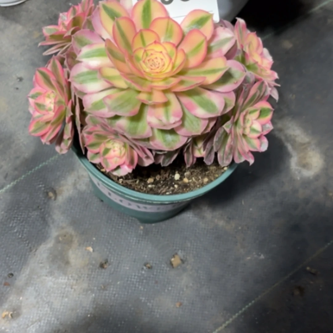 【闪购商品】密胺拾***?906倾城